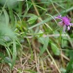 Centaurea decipiens habit picture by gilles collin (cc-by-sa)