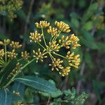 Bupleurum fruticosum fruit picture by Mallol Camprubí Albert (cc-by-sa)