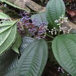 Miconia centrodesma leaf picture by SINAC Pérez Greivin (cc-by-sa)