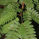 Mimosa tricephala leaf picture by Nelson Zamora Villalobos (cc-by-nc)