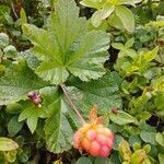 Rubus chamaemorus fruit picture by Julio Pascual (cc-by-sa)