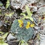 Saxifraga aretioides flower picture by Juanma Crespo (cc-by-sa)