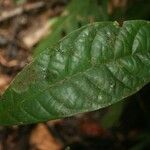 Sandwithia guyanensis leaf picture by Jean-François Molino (cc-by-sa)