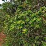 Hibbertia trachyphylla habit picture by Richard Chesher (cc-by-sa)