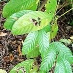 Coffea canephora leaf picture by Gnagbo Anthelme (cc-by-sa)