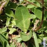 Veronica allionii leaf picture by Sylvain Piry (cc-by-sa)