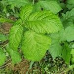 Rubus caesius leaf picture by smart_start (cc-by-sa)