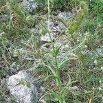 Cynoglossum creticum habit picture by Eric Rebsamen (cc-by-sa)