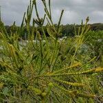 Baeckea imbricata habit picture by Boris Therock (cc-by-sa)