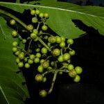 Psychotria grandis leaf picture by Nelson Zamora Villalobos (cc-by-nc)