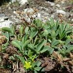 Sibbaldia procumbens habit picture by Fabien Anthelme (cc-by-sa)