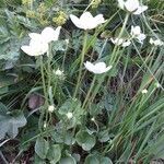 Parnassia palustris habit picture by Laurent GUILLAUME (cc-by-sa)