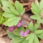 Corydalis intermedia flower picture by Schnittler Martin (cc-by-sa)