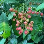 Chrysochlamys glauca fruit picture by Obando Soto (cc-by-sa)