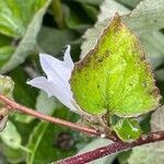 Campanula alliariifolia flower picture by David Hocken (cc-by-sa)