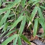 Phyllostachys nigra leaf picture by David Hocken (cc-by-sa)