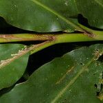 Renealmia alpinia leaf picture by Nelson Zamora Villalobos (cc-by-nc)