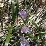 Crocus sativus flower picture by giorgio (cc-by-sa)