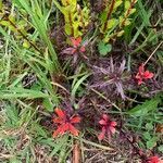 Castilleja irasuensis flower picture by Jimenez Victor (cc-by-sa)