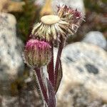 Erigeron ecuadoriensis flower picture by Fabien Anthelme (cc-by-sa)