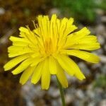 Crepis foetida flower picture by Alain Bigou (cc-by-sa)