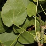 Jatropha stevensii leaf picture by Nelson Zamora Villalobos (cc-by-nc)