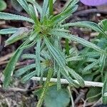 Viola dubyana leaf picture by Franco Colnago (cc-by-sa)