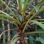 Cordyline sellowiana leaf picture by Trap Hers (cc-by-sa)