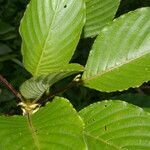 Guettarda crispiflora leaf picture by Nelson Zamora Villalobos (cc-by-nc)