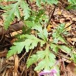 Geranium reuteri leaf picture by joselu_4 (cc-by-sa)