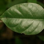 Pterocarpus officinalis leaf picture by R. Tournebize (cc-by-sa)