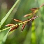 Carex pulicaris fruit picture by Castle Castle (cc-by-sa)