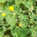 Medicago lupulina flower picture by François Zweiacker (cc-by-sa)