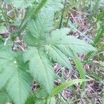 Chaerophyllum hirsutum leaf picture by Albert Baumeister (cc-by-sa)