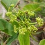 Hydrocotyle verticillata flower picture by Flor Alex (cc-by-sa)