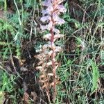 Orobanche crenata habit picture by Frederic Vieilledent (cc-by-sa)