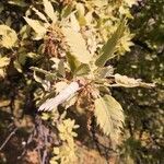 Quercus ithaburensis leaf picture by Zupancich Gianfranco (cc-by-sa)