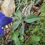 Gentiana occidentalis leaf picture by Sylvain Piry (cc-by-sa)