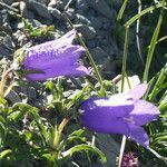 Campanula alpestris habit picture by francois tissot (cc-by-sa)