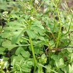 Cardamine graeca leaf picture by Ilaria Mosti (cc-by-sa)