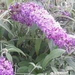 Buddleja davidii flower picture by Fernando Herrero (cc-by-sa)