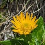 Doronicum glaciale flower picture by manuseitz (cc-by-sa)