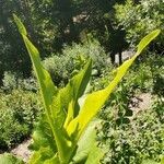 Silphium perfoliatum leaf picture by Aliza Musleah (cc-by-sa)