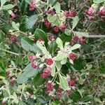 Pittosporum crassifolium flower picture by Sam (cc-by-sa)