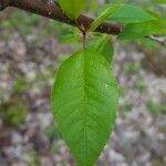 Prunus pensylvanica leaf picture by Bryce Avot (cc-by-sa)