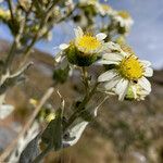 Senecio tergolanatus flower picture by Fabien Anthelme (cc-by-sa)