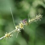 Carex otrubae fruit picture by Ugoline Jacquot (cc-by-sa)