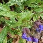 Pulmonaria longifolia leaf picture by Jean-Yves Tallois (cc-by-sa)