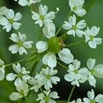 Chaerophyllum aromaticum flower picture by Janos Balint (cc-by-sa)