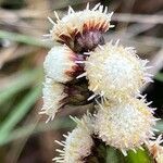 Baccharis sagittalis flower picture by Fabien Anthelme (cc-by-sa)